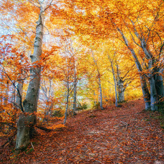 winding road in autumn landscape