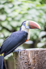 tucan, tucanus ramphastos