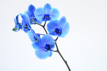 Fototapeta na wymiar Blue flower orchid