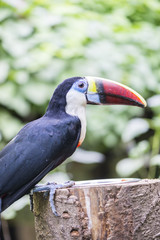 tucan, tucanus ramphastos