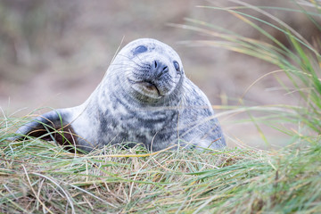 Grey Seals At Donna Nook