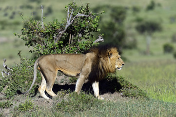 Lion