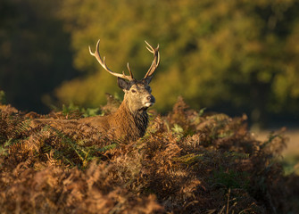 Red deer stag (Cervus elaphus) in autumn
