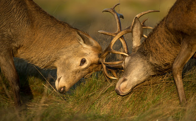 Close-up of Red deer stag fight during the rut