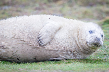 Grey Seals At Donna Nook