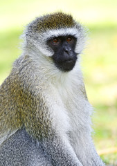 Vervet monkey