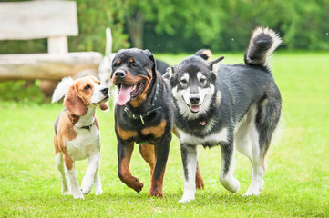 Trois chiens courant dans la cour