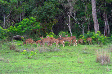 Spotted deer