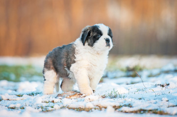 Saint bernard puppy outdoors