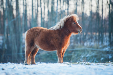 Little furry shetland pony in winter