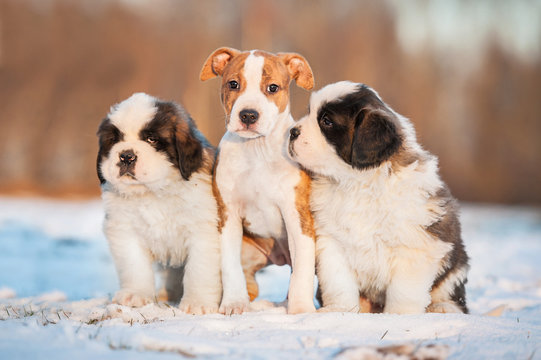 Three puppies sitting on the snow in winter