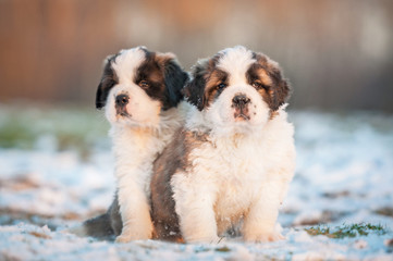 Two saint bernard puppies sitting outdoors