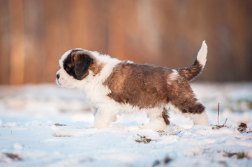 Saint bernard puppy walking outdoors