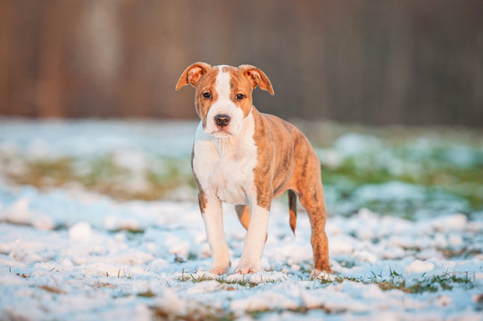 American staffordshire terrier puppy in winter