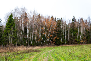 Late autumn in pine forest, open field