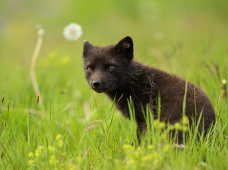 Adult Arctic fox Vulpes lagopus
