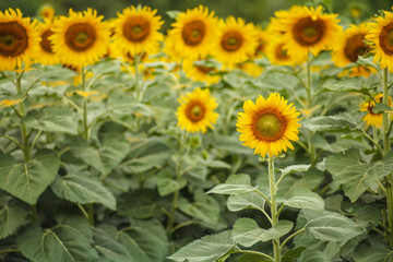 Fototapeta premium sunflower field