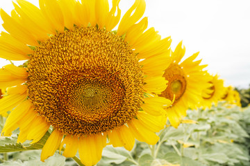 Sunflower bloom