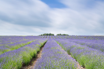 Obraz na płótnie Canvas Lavender Farm Fields