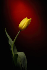 Yellow tulip