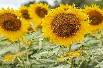 Sunflower bloom