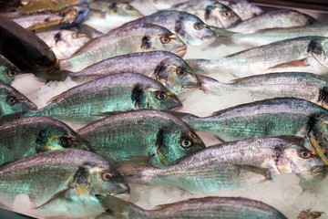 fresh fish on  counter
