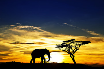 Fototapeta na wymiar puesta de sol en africa