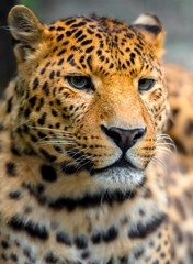Fototapeta na wymiar Leopard in the wild on the island of Sri Lanka