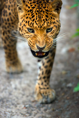 Fototapeta na wymiar Leopard in the wild on the island of Sri Lanka