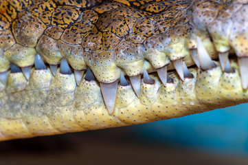 Fototapeta premium Crocodile