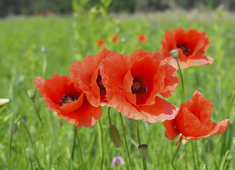 Red poppy flowers