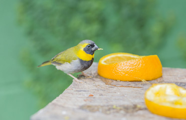 tomeguín the pine forest, Tiaris canorus