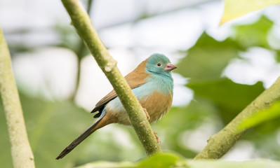 Uraeginthus cyanocephalus,