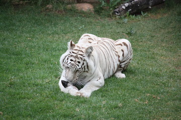 Fototapeta na wymiar Weißer Tiger