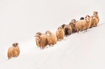Papier Peint photo autocollant Moutons Troupeau de moutons