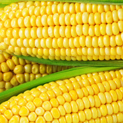 Corn