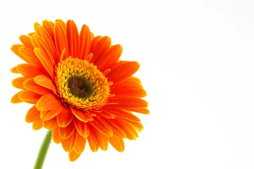 Fotobehang Gerbera Oranje bloem van gerber geïsoleerd op witte achtergrond