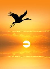 Stork silhouette at sunset