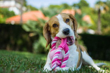 Beagle con su juguete