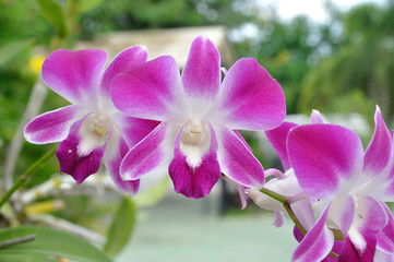 Beautiful violet orchid in garden.