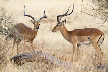 two impala rams during rutting