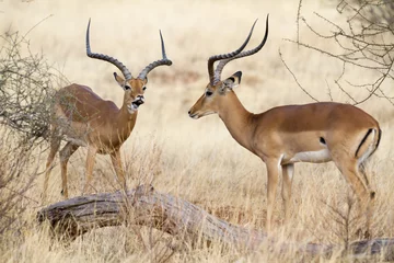 Poster two impala rams during rutting © Pedro Bigeriego