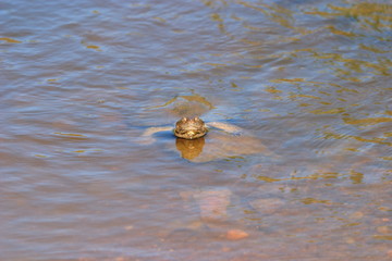 testuggine tartaruga d'acqua