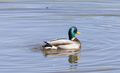 anas platyrhynchos,swimming in the lake