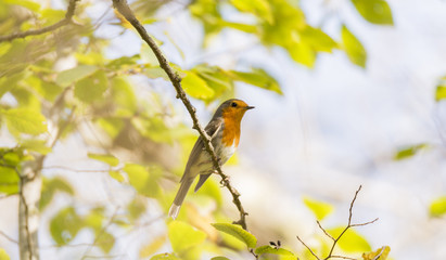 erithacus rubecula, robin