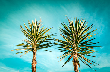 palm trees silhouette on sunset tropical beach