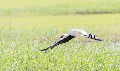 write stork, ciconia ciconia