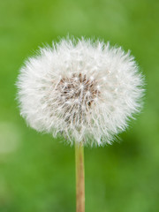 Verblühter Löwenzahn Pusteblume vor grünem Hintergrund