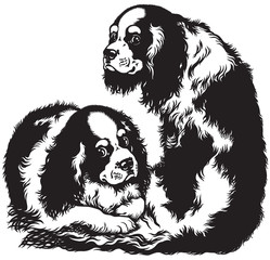 two cavalier king charles spaniels