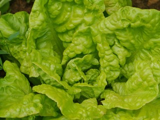 A close up of a head of cabbage lettuce